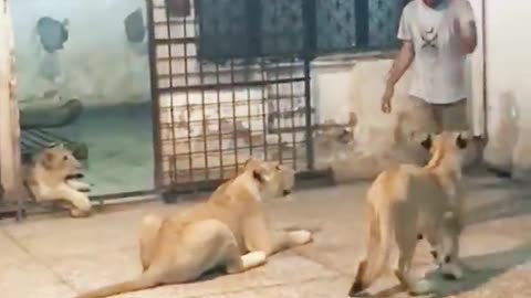 pet lion attack 😱😱😱🦁🦁.