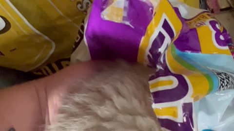 Sneaky Kitten Found Hiding In Food Bag