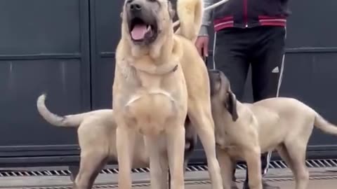 Unveil the world of Kangal Dogs – the epitome of strength and loyalty! 🌟#dogs #animals