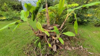 Dwarf Apple Banana Update