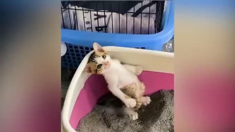 Funny Animal Videos 2023 😂 - Funniest Cats And Dogs Video 😺😍