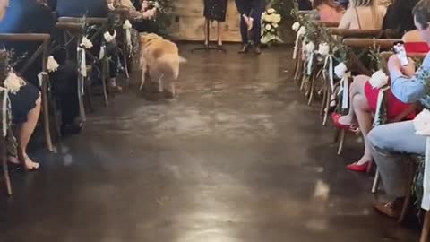 Our dog came to the wedding ceremony