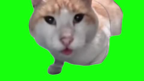 Cat Eating Then Looking Up | Mr. Fresh | Green Screen