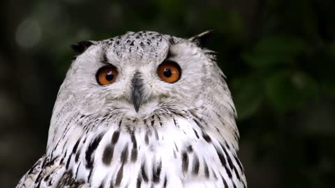 Owl is a beautiful bird, good news and joy