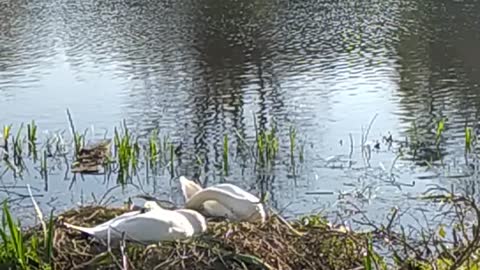 Swans sitting on their nest