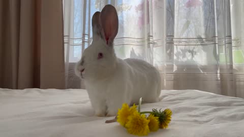 Cute giant Rabbit eating dandelion flowers