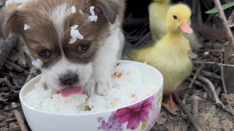 Cute Puppy Eating Friendship With Baby Duck