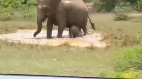 How an elephant defends its calf from a crocodile