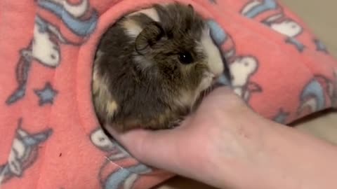 POV you're baby Guinea pig has attachment issues