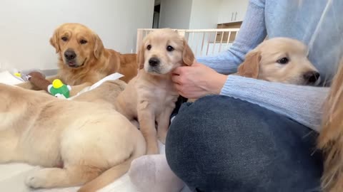 Puppy Wakes Up a Golden Retriever