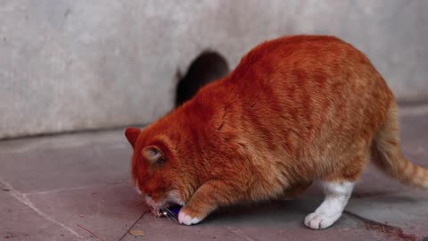 An orange cat was hiding in a hole in the wall