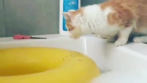 Cats vs Water