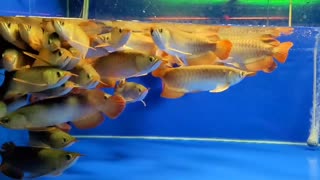 arowana golden