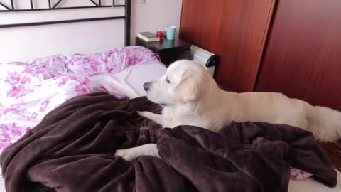 How a Golden Retriever wakes up my wife!