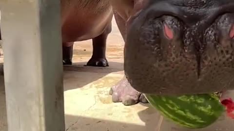 HIPPO CRUSHES WATERMELON! 🦛🍉