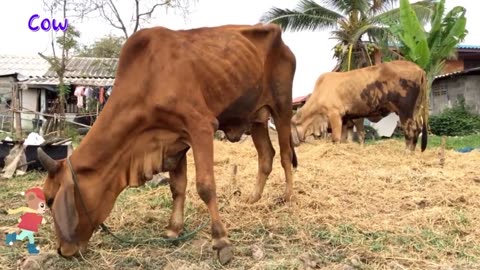 moments: Horse, Monkey, Crocodile, Rabbit, Cow, Pig, Duck, Cat, Sheep - animal sounds.