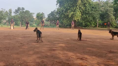 Dog training video