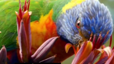 Top 10 Exotic Birds A Feathered Spectacle