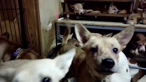 164 parasite-infested dogs found crammed into tiny house in Japan