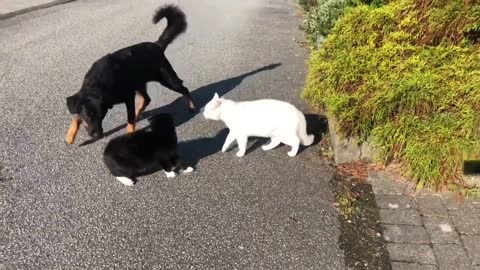 Three Way Dog and Cat Fight