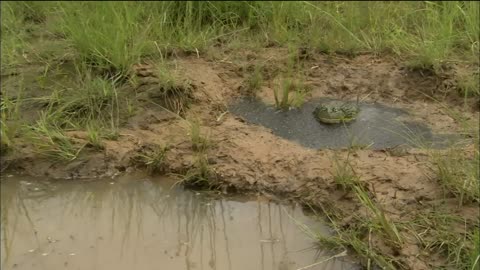 Bullfrog Dad Protects His Tadpoles