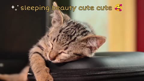 Sleeping beauty cute cute kitty