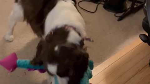 Springer Spaniel Playing With Stuffed Dragon Toy..... #shortsviral #shortsvideo #dog