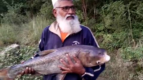 Big Head Carp Caught By Harris Bhatti Team | Mangla Broti | 21/10/23