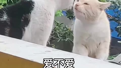 Funny cats video | Cute cat video | Cat funny#funnycatsvideo #viral #entertainment786 #shorts