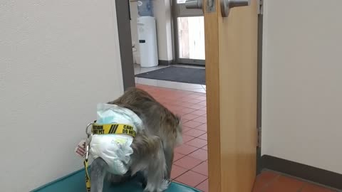 Monkey tries to escape vet's office by opening door