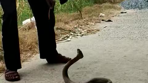 Indian cobra