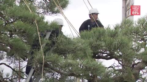 Rope umbrellas put up on trees at Japanese garden