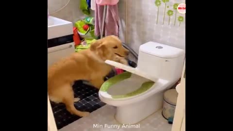 Dog& cat funy video