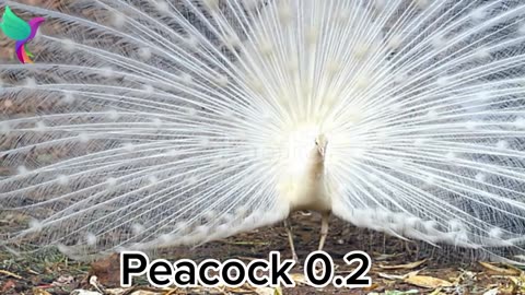 Beautiful Peacock