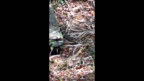 Eastern Diamondback Rattlesnake on my property