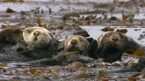 Welcome to the orphaned sea otter salon | Super Cute Animals - BBC