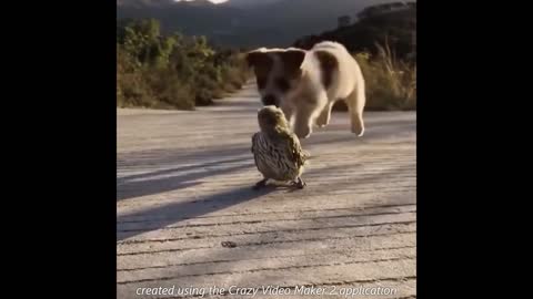 Dog playing with hen