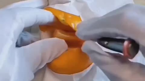 Orange doctor