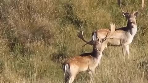 Fallow Buck Trophy Killshot