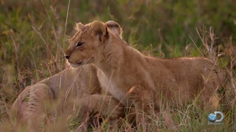 Adorable Lion Cubs Frolic as their Parents Look On