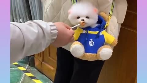 Cute Puppie lolipop