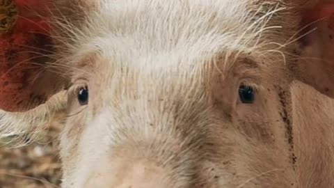 When a Pig Started a War: The Crazy Story of the San Juan Island Dispute #weirdhistory #short