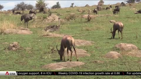 COP15: Scientists sound alarm over decline of wildlife and ecosystems