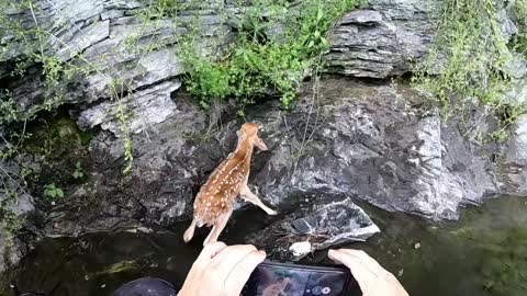 Baby Deer Gets Rescued After Cliff Tumble