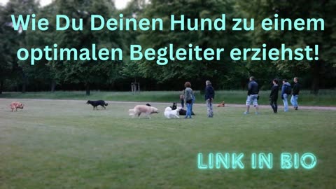 Online Hundeschule