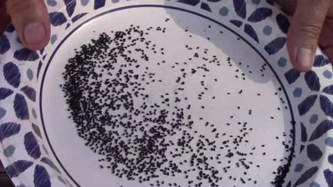 Saving Basil Seeds To Plant The Next Year and Years After