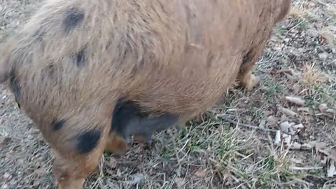 Kune pig falls over for massage