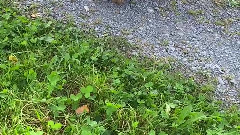 Goldendoodle Meets Hedgehog