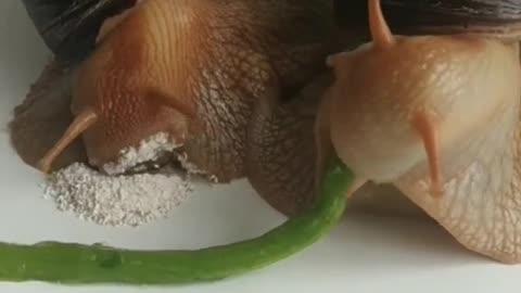 The way SNAIL eats