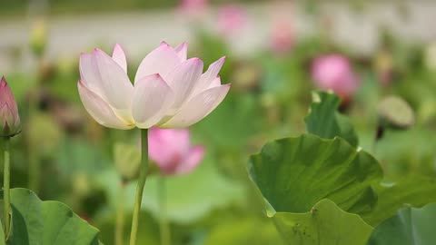 Wild lotus flower